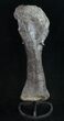 Extremely Rare Stegosaurus Fibula - Bone Cabin Quarry #10068-2